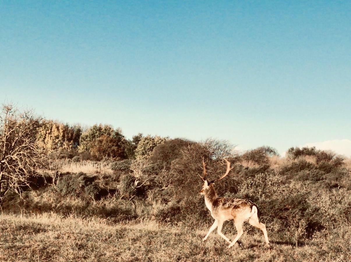 Achter De Duinen Apartman Zandvoort Kültér fotó